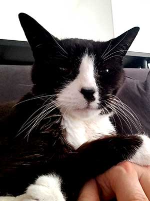 Photo of Dominic- Cat