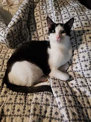 Photo of Oreo Sunshine- Cat