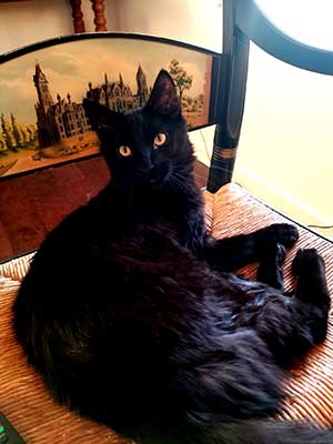 Photo of Spooky- Cat