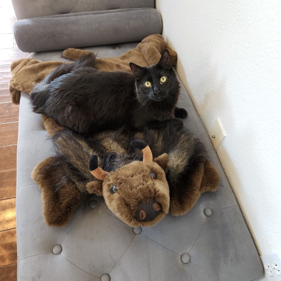Spooky- Cat