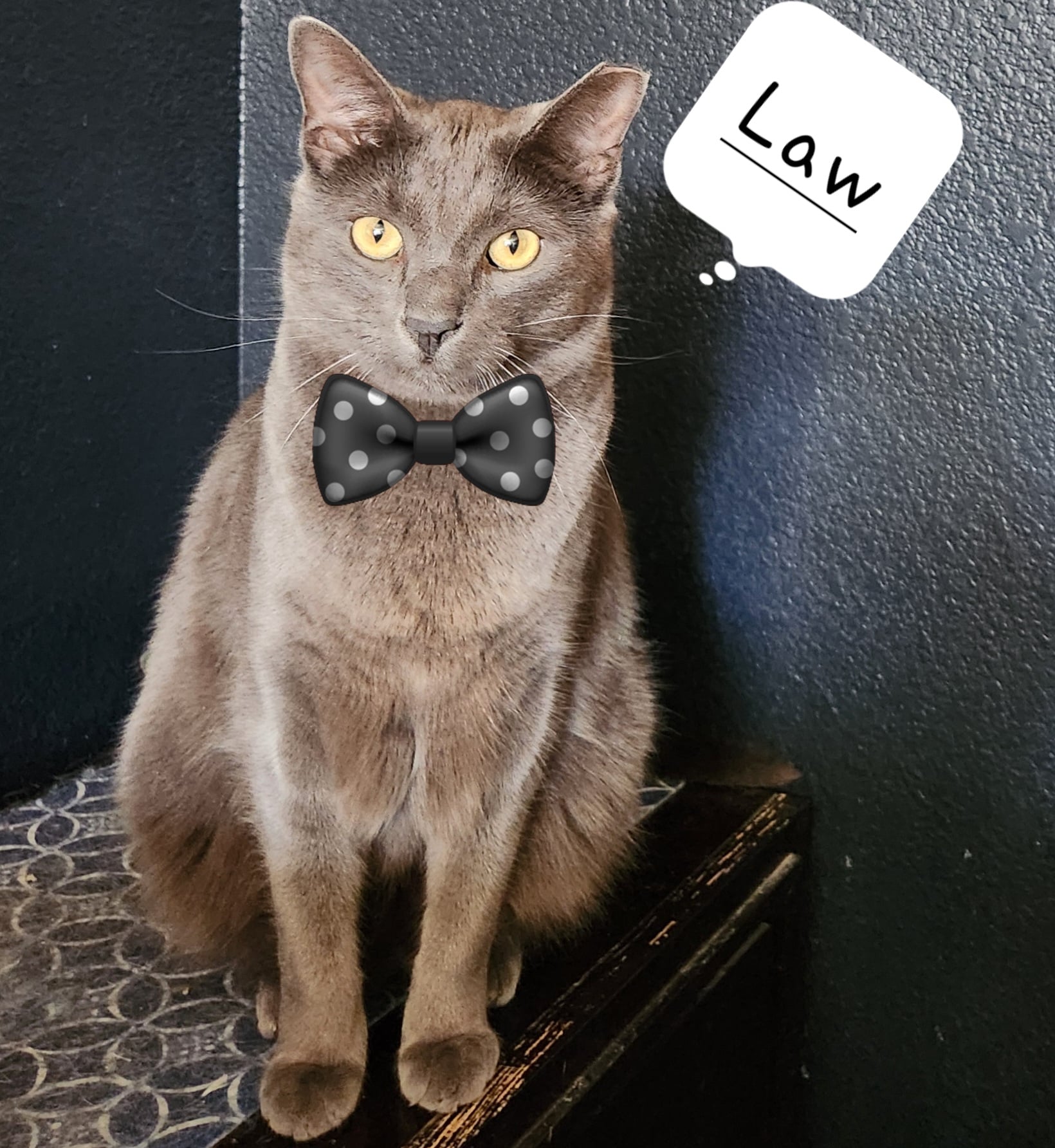 Gandalf- Cat