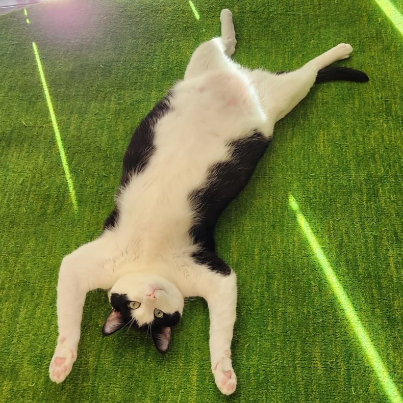 Oreo Sunshine- Cat