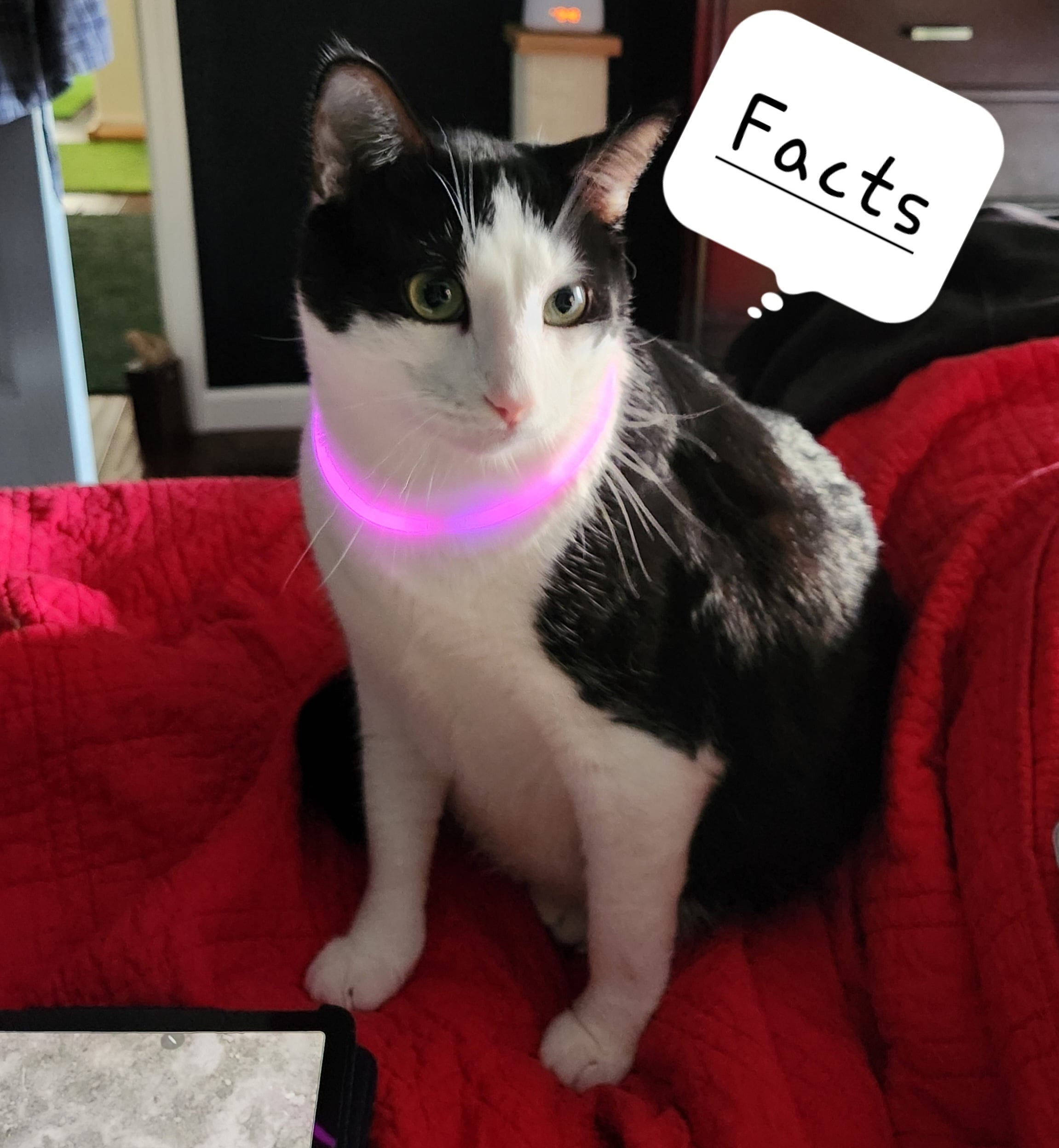 Oreo Sunshine- Cat