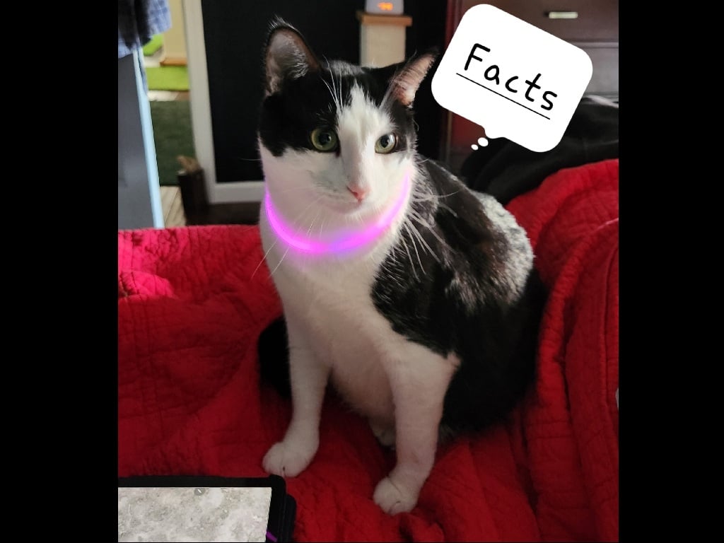 Oreo Sunshine - cat