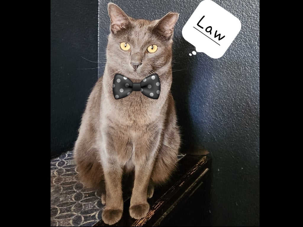 Smokey Bandit - cat
