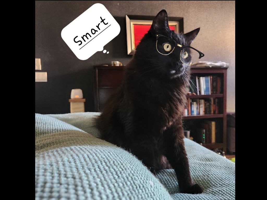 Spooky Dude - cat